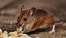 24 Hour & Emergency Exterminators in Hazelwood, NC
